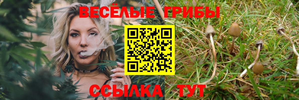 Псилоцибиновые грибы мицелий Заводоуковск
